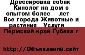 Дрессировка собак (Кинолог на дом с опытом более 10 лет) - Все города Животные и растения » Услуги   . Пермский край,Губаха г.